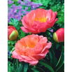 Piwonia, Paeonia - Coral Sunset - sadzonka - duża paczka! - 10 szt.