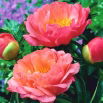 Piwonia, Paeonia - Coral Sunset - sadzonka - duża paczka! - 10 szt.