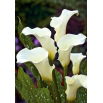 Calla białokremowa - Albomaculata - GIGA paczka! - 50 szt.