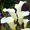 Calla białokremowa - Albomaculata - GIGA paczka! - 50 szt.
