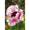 Mak wschodni - Ruffled Patty - GIGA paczka! - 50 szt.
