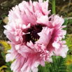 Mak wschodni - Ruffled Patty - GIGA paczka! - 50 szt.