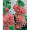 Malwa - Peaches and Dreams - GIGA paczka! - 50 szt.