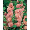 Malwa - Peaches and Dreams - GIGA paczka! - 50 szt.