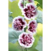 Malwa biało-różowa - Creme de Cassis - GIGA paczka! - 50 szt.