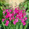 Mieczyk bizantyjski - Gladiolus Byzantinus - GIGA paczka! - 500 szt.