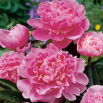 Piwonia, Paeonia - Edulis Superba - sadzonka - duża paczka! - 10 szt.