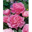 Piwonia, Paeonia - Edulis Superba - sadzonka - duża paczka! - 10 szt.