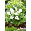 Calla biała - White - GIGA paczka! - 50 szt.