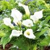Calla biała - White - GIGA paczka! - 50 szt.