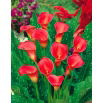 Calla czerwona - Red - GIGA paczka! - 50 szt.