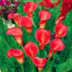 Calla czerwona - Red - GIGA paczka! - 50 szt.
