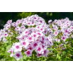 Floks (Phlox) - Płomyk wiechowaty - Graf Zeppelin - GIGA paczka! - 50 szt.