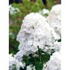 Floks (Phlox) - Płomyk wiechowaty - biały - GIGA paczka! - 50 szt.
