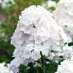 Floks (Phlox) - Płomyk wiechowaty - biały - GIGA paczka! - 50 szt.