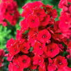 Floks (Phlox) - Płomyk wiechowaty - czerwony - GIGA paczka! - 50 szt.