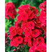 Floks (Phlox) - Płomyk wiechowaty - czerwony - GIGA paczka! - 50 szt.