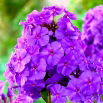 Floks (Phlox) - Płomyk wiechowaty - fioletowy - GIGA paczka! - 50 szt.