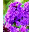 Floks (Phlox) - Płomyk wiechowaty - fioletowy - GIGA paczka! - 50 szt.