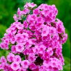 Floks (Phlox) - Płomyk wiechowaty - różowy - GIGA paczka! - 50 szt.