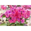 Floks (Phlox) - Płomyk wiechowaty - Windsor - GIGA paczka! - 50 szt.