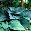 Funkia - Hosta Empress Wu - duża paczka! - 10 szt.