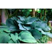Funkia - Hosta Empress Wu - duża paczka! - 10 szt.