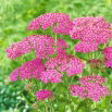 Krwawnik pospolity - Lilac Beauty - fioletowy - GIGA paczka! - 50 szt.