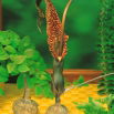 Arum Cornutum - Lilia Voodoo - oryginał w rozmiarze XL - duża paczka! - 10 szt.
