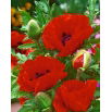 Mak wschodni - Papaver orientale - GIGA paczka! - 50 szt.