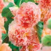 Malwa - Peaches and Dreams - GIGA paczka! - 50 szt.