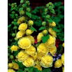 Malwa żółta - Yellow - GIGA paczka! - 50 szt.