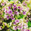 Floks (Phlox) - Płomyk wiechowaty - Sherbet Blend - GIGA paczka! - 50 szt.