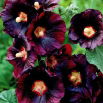 Malwa czarna - Alcea Nigra - GIGA paczka! - 50 szt.