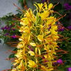 Wianecznik Gardnera - Hedychium gardnerianum - rozmiar TOP - duża paczka! - 10 szt.