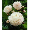Piwonia, Paeonia - Shirley Temple - sadzonka - duża paczka! - 10 szt.