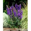 Tojad niebieski - Aconitum - sadzonka - duża paczka! - 10 szt.