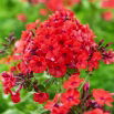Floks (Phlox) - Płomyk wiechowaty - Orange Perfection - 1 szt.