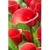 Calla Red Alert - duża paczka! - 10 szt.