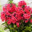 Floks (Phlox) - Płomyk wiechowaty - Tequila Sunrise - GIGA paczka! - 50 szt.