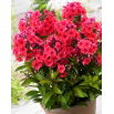 Floks (Phlox) - Płomyk wiechowaty - Tequila Sunrise - GIGA paczka! - 50 szt.