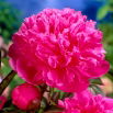 Piwonia, Paeonia - Amabilis - sadzonka - duża paczka! - 10 szt.