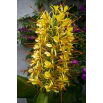 Wianecznik Gardnera - Hedychium gardnerianum - rozmiar TOP - duża paczka! - 10 szt.