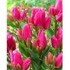 Tulipan Happy Family - opak. 5 szt.