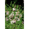 Gaura - Gaura lindheimeri