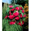 Begonia zwisająca - różowa - 2 szt.
