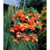 Begonia zwisająca - pomarańczowa - 2 szt.