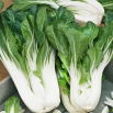 Kapusta chińska Pak-Choi Joi Choi