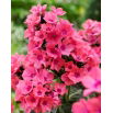 Floks (Phlox) - Płomyk wiechowaty - Windsor - duża paczka! - 10 szt.