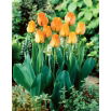 Tulipan Daydream - opak. 5 szt.